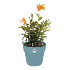 Bloempot Elho B.for Original Rond 25cm - Duifblauw -Buitentuin Winkel bfor original rond bloempot duifblauw 3 1