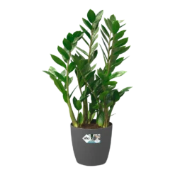 Bloempot Elho Brussels Rond 35cm - Met Wielen - Antraciet -Buitentuin Winkel bloempot elho brussels rond 35cm met wielen antraciet bloempot antraciet 5 1