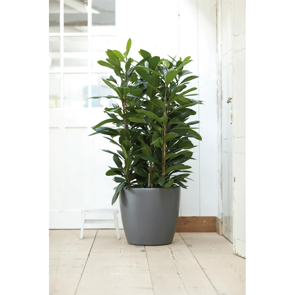 Bloempot Elho Brussels Rond 35cm - Met Wielen - Antraciet - Afbeelding 6