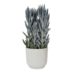 Bloempot Elho Vibes Fold Rond Wielen - D35 X H32cm - Zijdewit -Buitentuin Winkel bloempot elho vibes fold rond wielen d35 x h32cm zijdewit bloempot 3 3