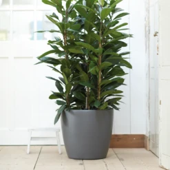 Bloempot Elho Brussels Rond 47cm - Met Wielen - Antraciet 7 Bloempot Elho Brussels Rond 47cm - Met Wielen - Antraciet -Buitentuin Winkel elho brussels rond wielen 47 grijs bloempot 7 7