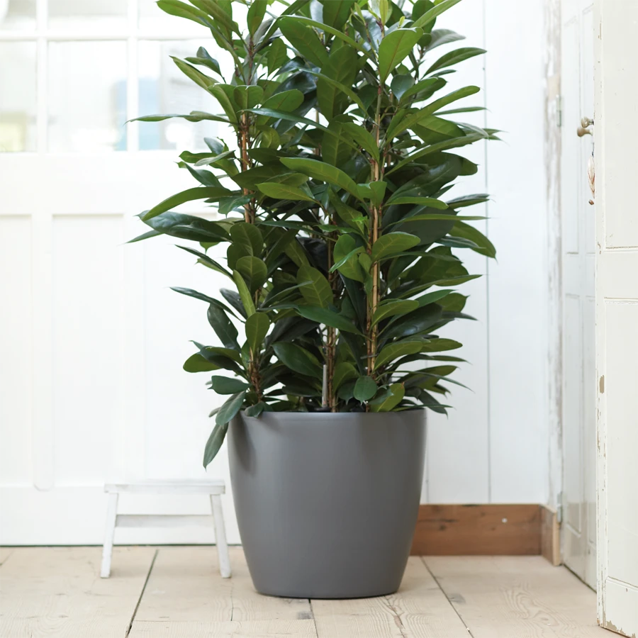 Bloempot Elho Brussels Rond 47cm - Met Wielen - Antraciet 5 Bloempot Elho Brussels Rond 47cm - Met Wielen - Antraciet - Afbeelding 3