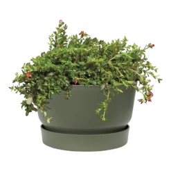 Plantenschaal Elho Greenville 33cm - Bladgroen 6 Plantenschaal Elho Greenville 33cm - Bladgroen -Buitentuin Winkel greenville schaal 33cm bloempot bladgroen 2 8