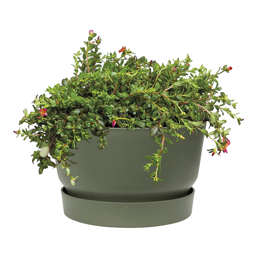 Plantenschaal Elho Greenville 33cm - Bladgroen 4 Plantenschaal Elho Greenville 33cm - Bladgroen - Afbeelding 2
