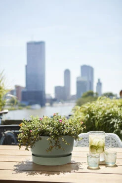 Plantenschaal Elho Greenville 33cm - Bladgroen 7 Plantenschaal Elho Greenville 33cm - Bladgroen -Buitentuin Winkel greenville schaal 33cm bloempot bladgroen 6 13