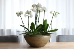 Plantenschaal Kos - D25 X H16cm - Goud -Buitentuin Winkel plantenschaal kos plantenschaal 2 1 1