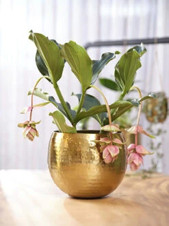 Bloempot Kody - D30 X H25cm - Goud -Buitentuin Winkel pot kody gold d30 h25 bloempot 7 11