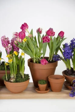 Bloempot Vaso - D43 X H36cm - Oranje -Buitentuin Winkel vaso 01430iz d43h36 bloempot 6 8