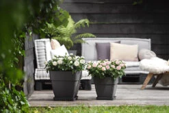 Bloempot Elho Vibia Campana Vierkant 30cm - Antraciet -Buitentuin Winkel vibia campana vierkant 30 plantenbak antraciet 6 11