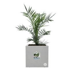 Elho Vivo Next Vierkant Wielen 30cm - Warm Grijs -Buitentuin Winkel vivo next vierkant wielen 30cm warm grijs 6 1