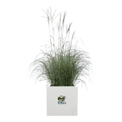 Elho Vivo Next Vierkant Wielen 40cm - Wit 13 Elho Vivo Next Vierkant Wielen 40cm - Wit -Buitentuin Winkel vivo next vierkant wielen 40cm wit 5 1